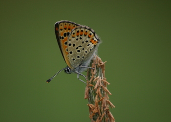 Brauner Feuerfalter (Lycaena tityrus) - © Emanuel Trummer
